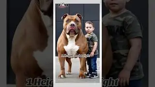 5 facts about the XL Bully Breed #xlbully #xlamericanbully #xlbullies #abkc #americanbullyxl