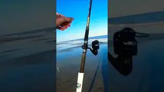 Fish on! #fishing #beach #surffishing #viral #video #shorts #outdoors #fun #easy #vacation #winter