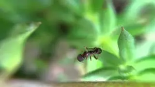 Ant Closeup