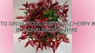 Ficus Cristina#brush cherries#syzygium#shrub# airpurifier#plants# landscape# horticulture#nursery
