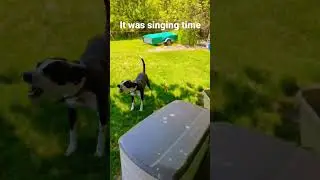 Saturday morning madness #dogs #dogsdoingdogstuff #dogsdoingthings