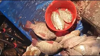 @Hanif fish cutting channel is live!