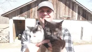 First Day Training Kittens to be Barn Cats