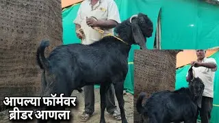 आपल्या फॉर्मवर आणला बोकड 😃8766931408 बीटल चा नर  रंधे भैय्या शेळीपालन फॉर्म 