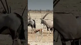A Gemsboks and a Springbok gather near a scarce water source.