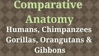 Comparative Anatomy of Primates | Humans, Chimpanzees, Gorillas, Orangutans, Gibbon | Anthropology