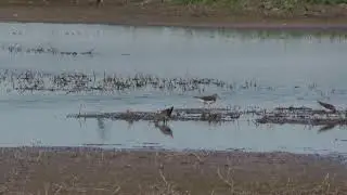 Chevalier cul-blanc (Tringa ochropus) Green Sandpiper