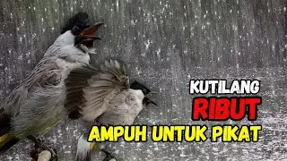 Suara Burung Kutilang Gacor Ribut Ampuh Untuk Pancingan Pikat