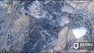 Berry College Eagles~Morning Winging-Breakfish Delivered By Dad_3.28.22