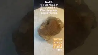 化石No.25 プテロトリゴニア&bull;ポシリフォルミス