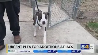 Indianapolis Animal Care Services out of space