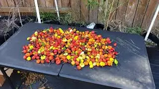 A big messy garden update