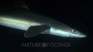 Spiny Dogfish, Spurdog, Mud Shark, Piked Dogfish (Squalus Acanthias)