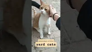yard cats shorts pets animal
