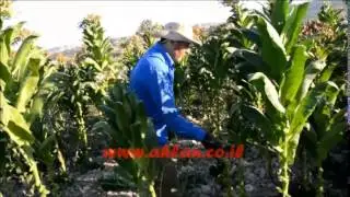 معليا-سليمان دحبور وزراعة التبغ-2.8.14- موقع اهلا-