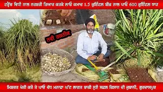 Trench Method in Sugarcane full Details single bud, sugarcane nursery farming,Growing Marigold