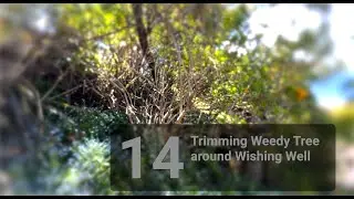 14: Cleaning out weedy tree between NZ Flax and Wishing Well