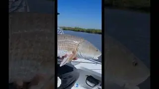 See, I&rsquo;m doing a new thing! #fishing #redfishonfly #fishingreel #bassfishing #redfish
