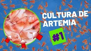Cultura de Artêmia Salina #1 (Adubação)