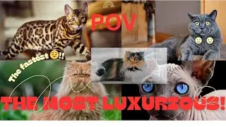 World's Most Luxurious Cat: Greatest Cats of all times top 10 (#rareanimals    #luxurylifestyle )