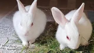Radha Krishna Pets 🐇 | Cute Rabbit Shorts & Care Tips