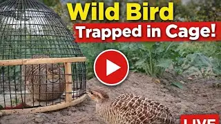 teetar awaaz video|teetar bird sound|teetar hunting sound|jungali teetar song|black francolin voice