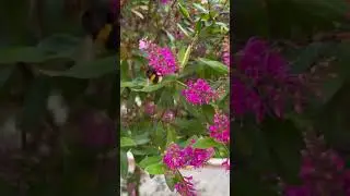 Beautiful Hebe Wiri Charm Flowers 🌸 🌿💚#nature #flowerworld #viral #youtubeshort