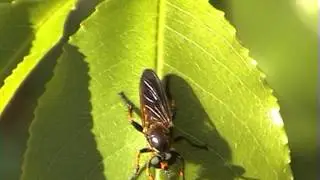 Choerades fimbriata roupec