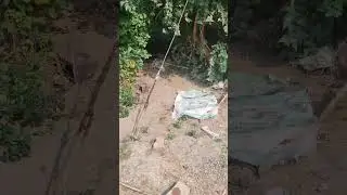 Snake came out in the field🤭..#snake #snakevideo #minivlog #vlog