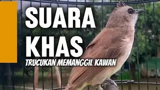 Pancingan Trucuk Biar Bisa ikutan Bunyi biar Gacor tidak diam saja