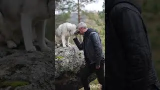 Hunde sind Engel.  #hund #dog #hundeliebe #hunde #love #liebe #wahreliebe #gl&uuml;ck #shorts #husky