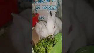 🔴 Cute Bunny Radha Krishna #radhakrishna #rabbit #mybunny #cutepet #shortvideo #bunny #shorts
