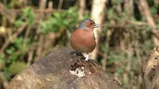 smart bird.#finchlover #finch