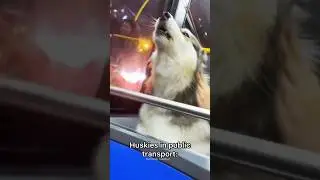 Normal dogs vs Huskies🤣🐕#shorts #dog #doglover #dogs #husky #huskydog #huskies #howlingdog