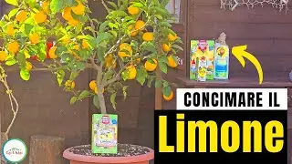Concimare Il Limone - Come e Quando?