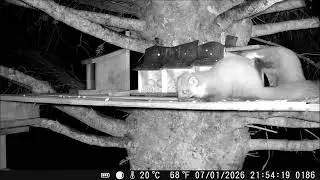 Two pine martens feeding at Frugaldom 07/01/26 (2/3) #pinemarten #wildlife