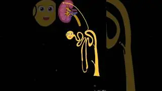 easy way to understand nephron structure and function ⚡RAPID Pro max #nephron#nursingeducation