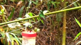 Endemic Dusky Starfrontlet - Coeligena orina female - Urrao, W Andes