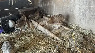 Cleaning up the animals. The weather is nice again -moving quail out. Moving chickens out.