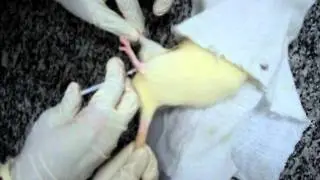 Induzindo Sialoadenose