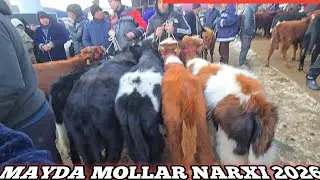 MAYDA MOLLAR NARXI SAMARQAND PASTDARGOM JUMA MOL BOZORI 