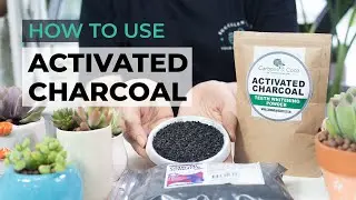 HOW YOU CAN USE ACTIVATED CHARCOAL TO GROW SUCCULENTS