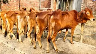 16/1/26/মিস করবেন না কম দামে টাটকা বর্ডার ক্রস শাহীওয়াল ষাঁড় বাছুর গরু কিনুন মিনহাজ ভাইয়ের কালেকশ