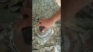 #army#agriculture of tripura # rubber👍 tripura ka sona shot video
