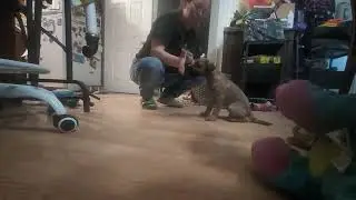Steve - Sit, Down, Hand Touch, Spin/Twist
