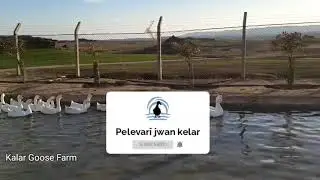 Large farm for goose, chicken, turkey and birds.Goose breeding in the traditional waym.