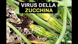 VIRUS DELLA ZUCCHINA