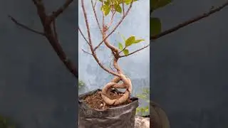 Ficus bonsai #shorts #video