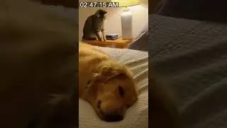 Cat spills water on sleeping dog's head