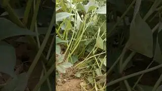 Prune sweet potato vines#harvest #gardening #satisfying #sweet